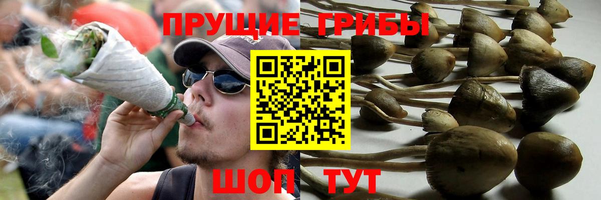 Брянск  Галлюциногенные грибы Psilocybe  Вход с VPN 